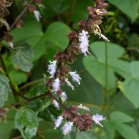 Pogostemon heyneanus Benth.